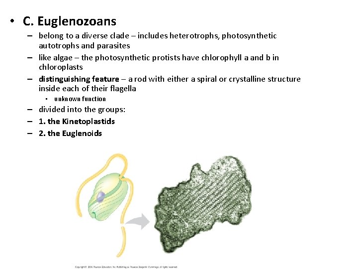  • C. Euglenozoans – belong to a diverse clade – includes heterotrophs, photosynthetic
