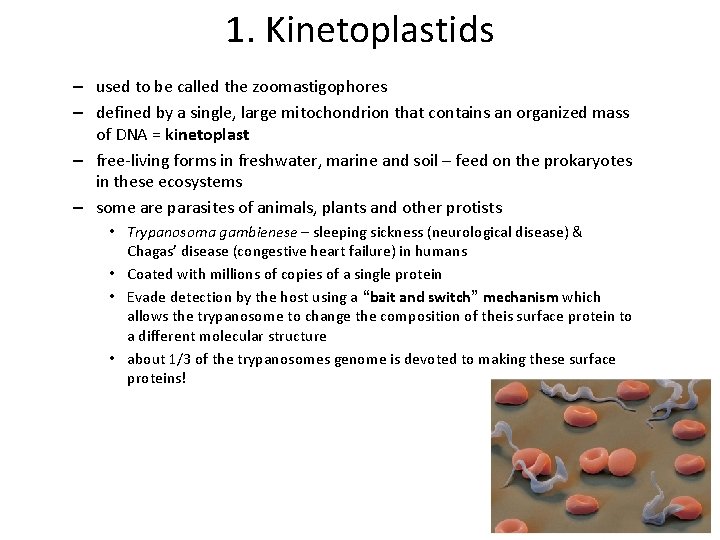 1. Kinetoplastids – used to be called the zoomastigophores – defined by a single,