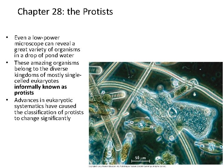 Chapter 28: the Protists • Even a low-power microscope can reveal a great variety