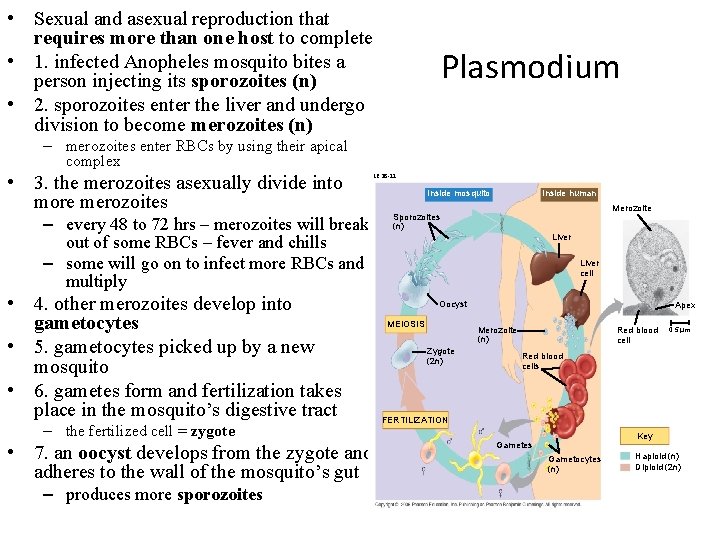  • Sexual and asexual reproduction that requires more than one host to complete