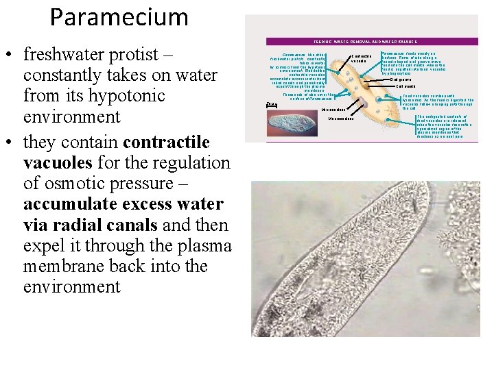 Paramecium LE 28 -12 • freshwater protist – constantly takes on water from its