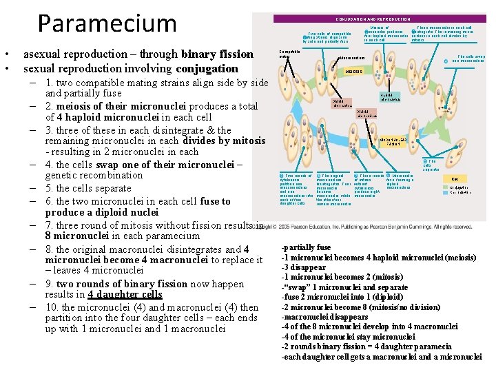 Paramecium • • asexual reproduction – through binary fission sexual reproduction involving conjugation –