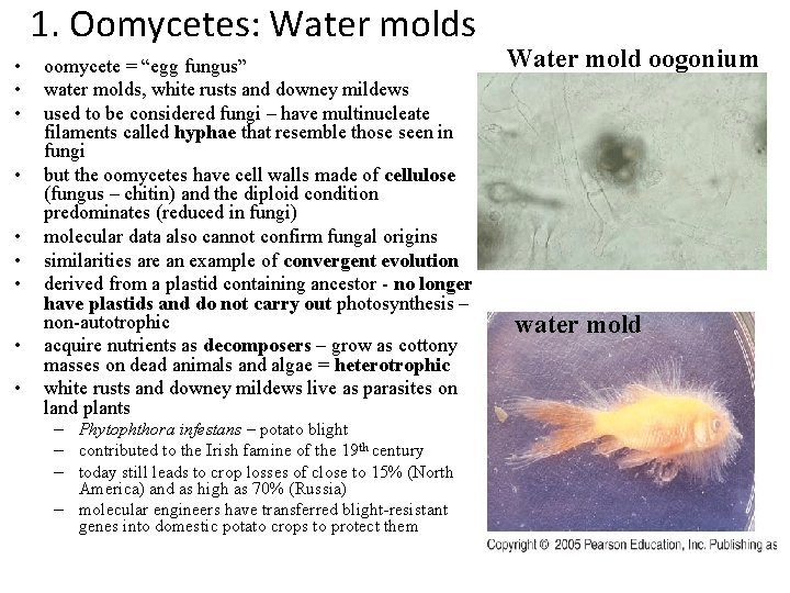 1. Oomycetes: Water molds • • • oomycete = “egg fungus” water molds, white