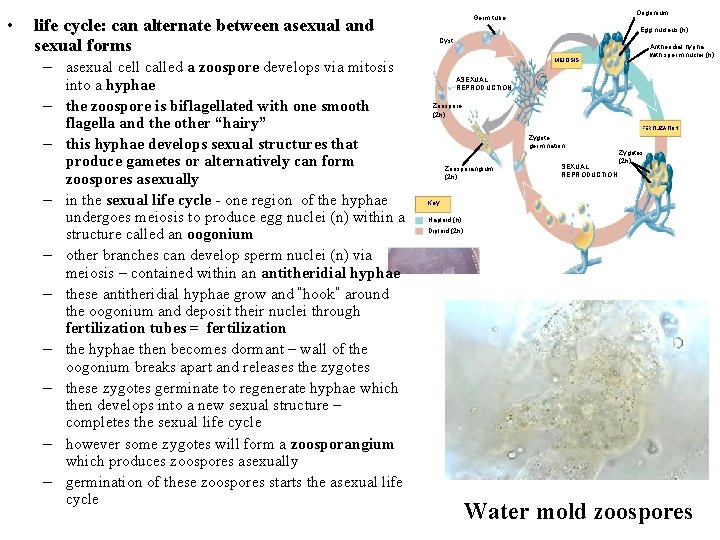  • life cycle: can alternate between asexual and sexual forms – asexual cell
