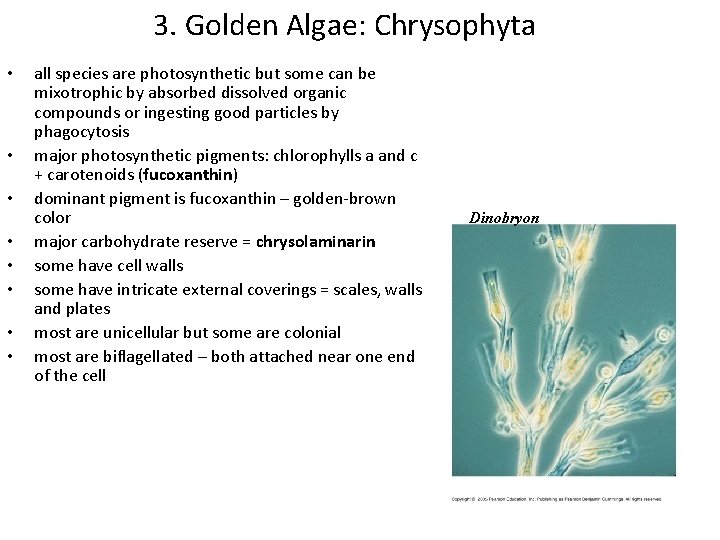 3. Golden Algae: Chrysophyta • • all species are photosynthetic but some can be