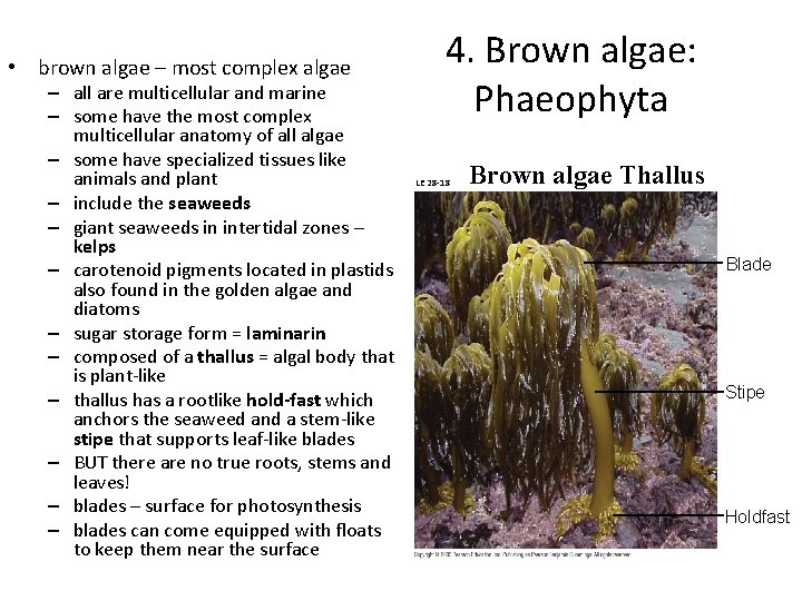  • brown algae – most complex algae – all are multicellular and marine