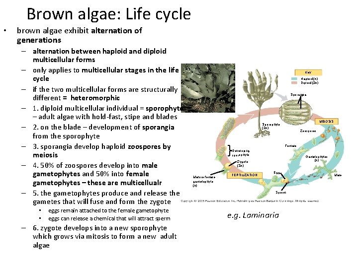 Brown algae: Life cycle • brown algae exhibit alternation of generations – alternation between