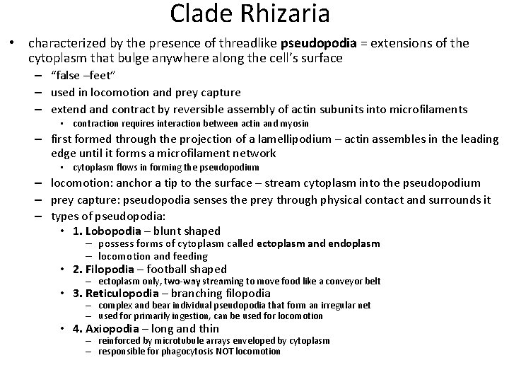 Clade Rhizaria • characterized by the presence of threadlike pseudopodia = extensions of the