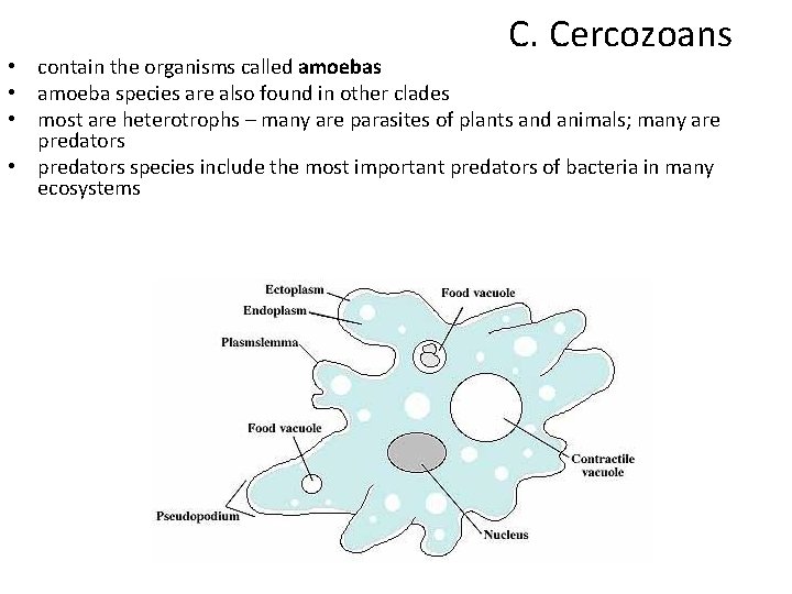 C. Cercozoans • contain the organisms called amoebas • amoeba species are also found