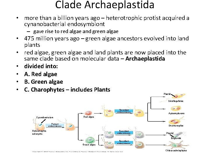 Clade Archaeplastida • more than a billion years ago – heterotrophic protist acquired a