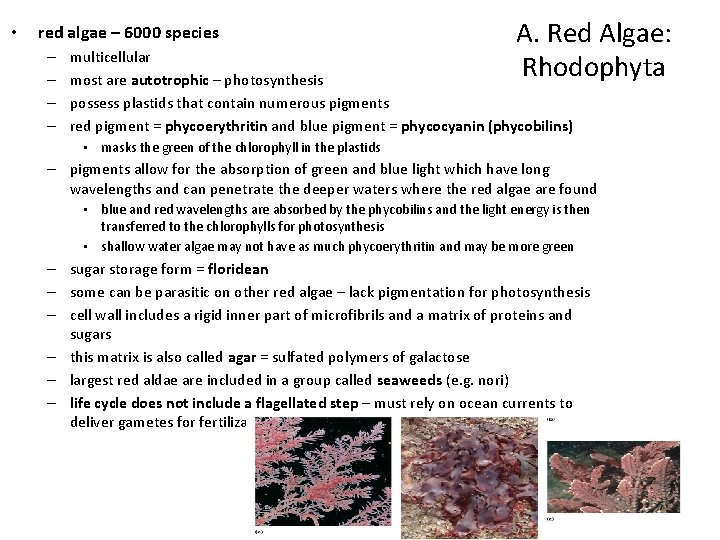  • red algae – 6000 species – – A. Red Algae: Rhodophyta multicellular