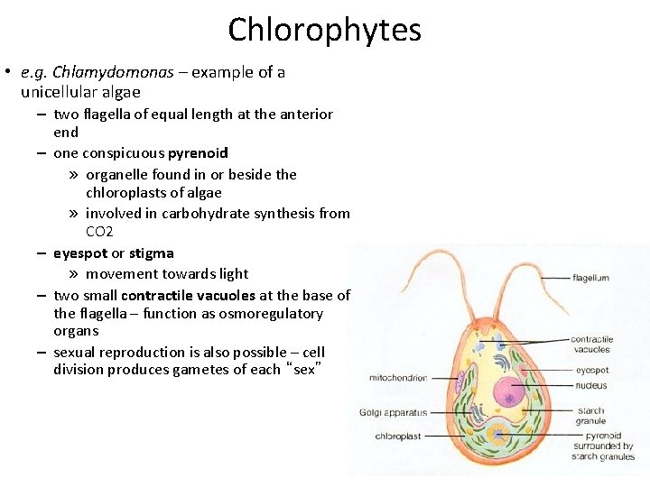Chlorophytes • e. g. Chlamydomonas – example of a unicellular algae – two flagella