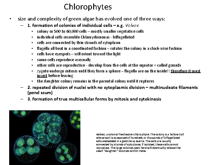 Chlorophytes • size and complexity of green algae has evolved one of three ways: