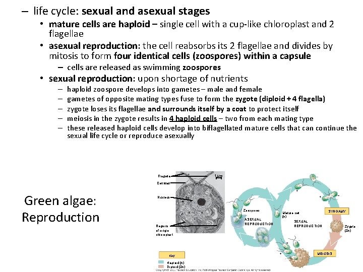 – life cycle: sexual and asexual stages • mature cells are haploid – single