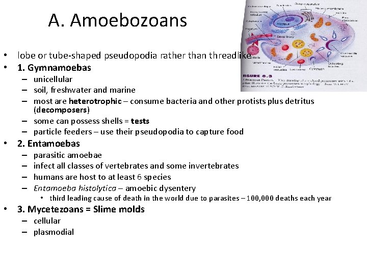 A. Amoebozoans • lobe or tube-shaped pseudopodia rather than threadlike • 1. Gymnamoebas –