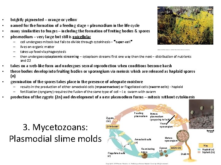  • • brightly pigmented – orange or yellow named for the formation of