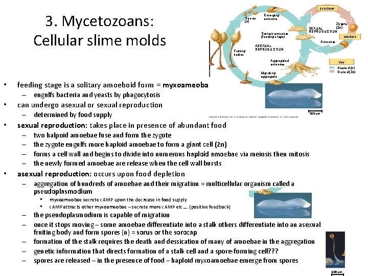 3. Mycetozoans: Cellular slime molds SYNGAMY Spores (n) Emerging amoeba Solitary amoebas (feeding stage)