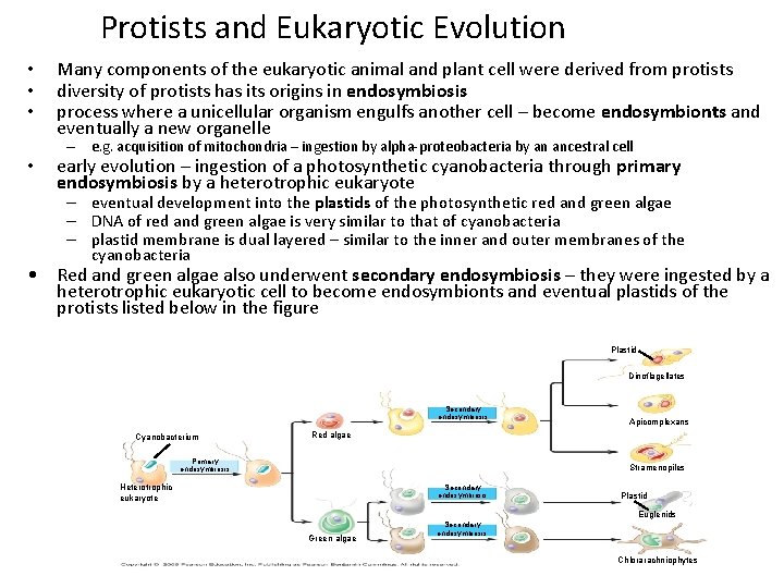 Protists and Eukaryotic Evolution • • Many components of the eukaryotic animal and plant