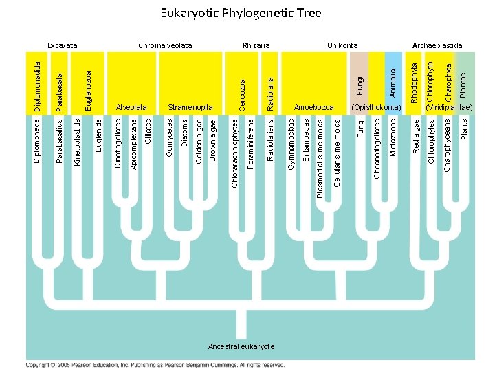 Ancestral eukaryote Plants Charophyceans Plantae Charophyta Chlorophytes (Opisthokonta) Rhodophyta Animalia Fungi Unikonta Red algae