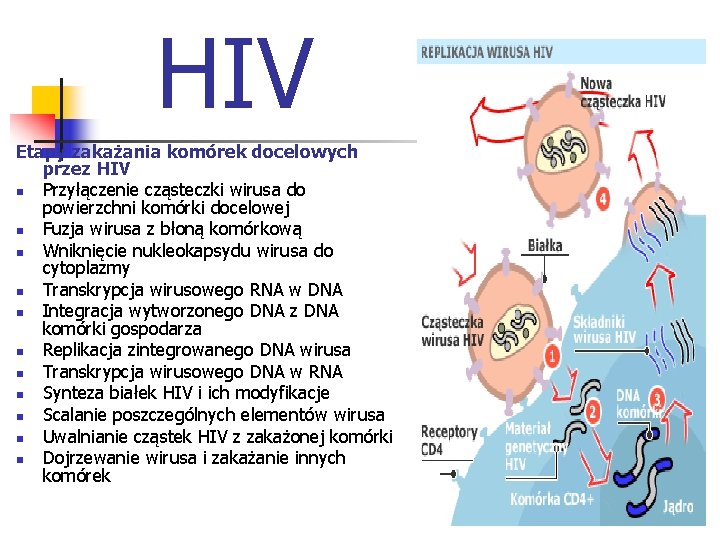 HIV Etapy zakażania komórek docelowych przez HIV n Przyłączenie cząsteczki wirusa do powierzchni komórki