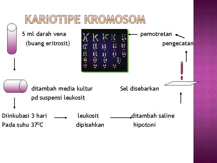 5 ml darah vena pemotretan (buang eritrosit) pengecatan ditambah media kultur pd suspensi leukosit