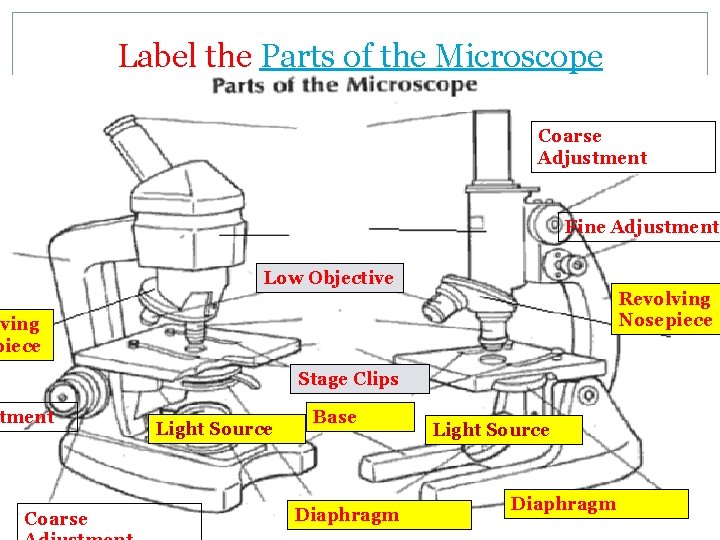 Label the Parts of the Microscope �Complete the following handout Coarse Adjustment Fine Adjustment