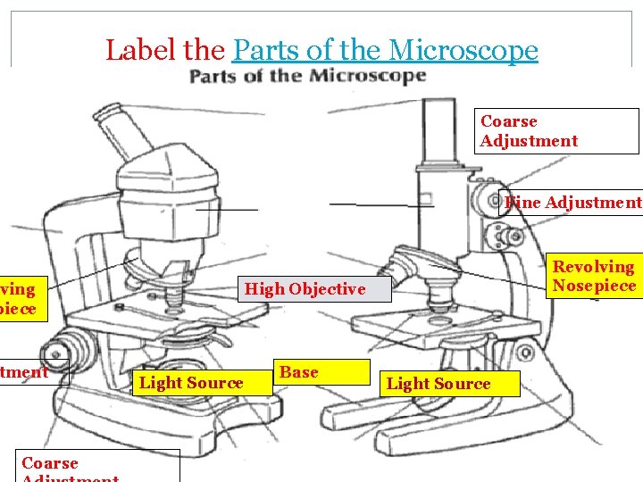 Label the Parts of the Microscope �Complete the following handout Coarse Adjustment Fine Adjustment