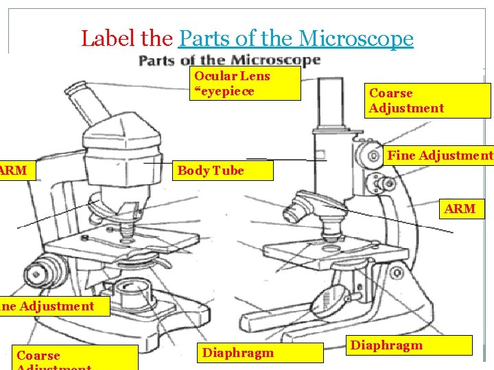 Label the Parts of the Microscope Ocular Lens “eyepiece �Complete the following handout Coarse