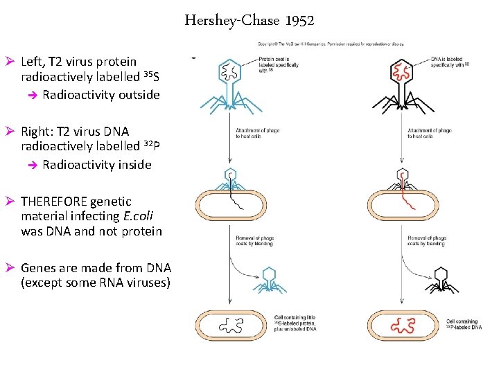 Gene Expression Have You Ever Wondered How A