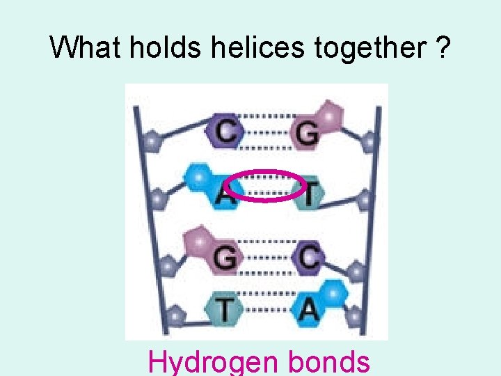 What holds helices together ? Hydrogen bonds 