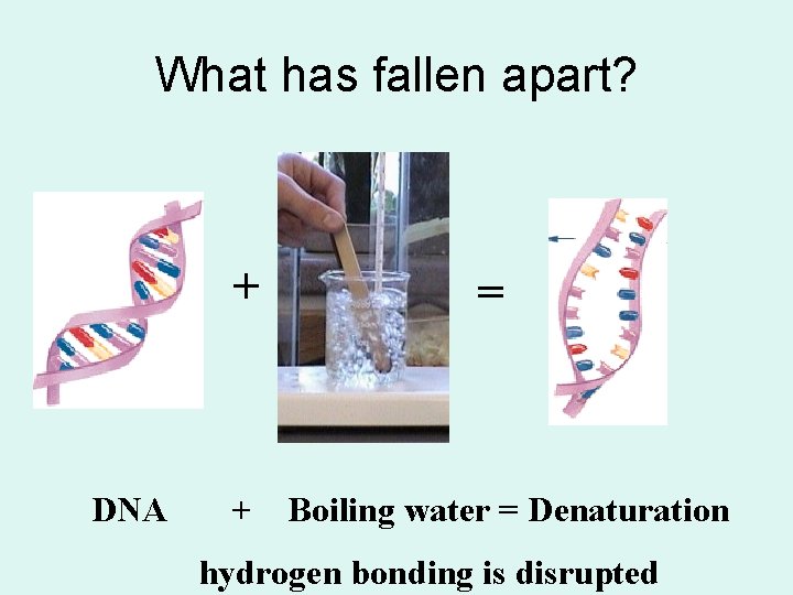 What has fallen apart? + DNA = + Boiling water = Denaturation hydrogen bonding