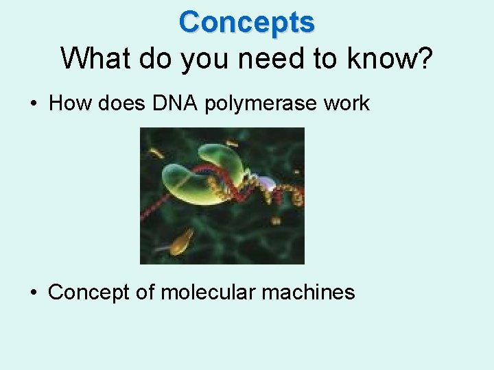 Concepts What do you need to know? • How does DNA polymerase work •