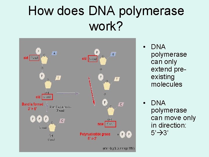 How does DNA polymerase work? • DNA polymerase can only extend preexisting molecules •