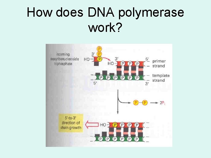 How does DNA polymerase work? 