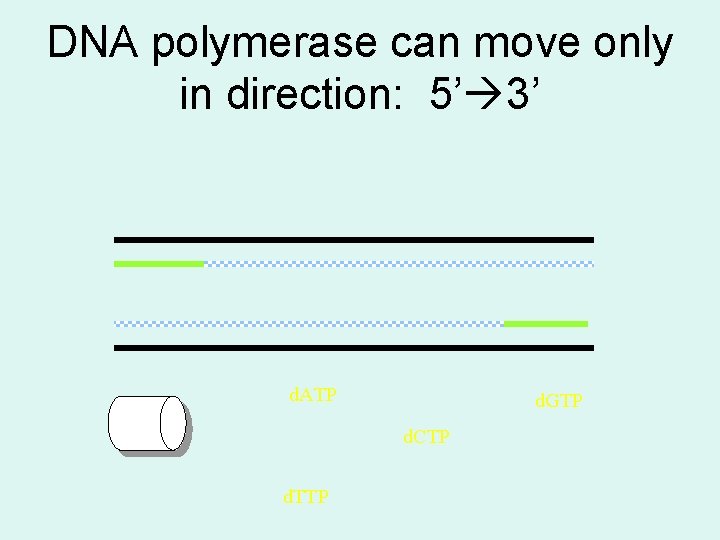 DNA polymerase can move only in direction: 5’ 3’ d. ATP d. GTP d.
