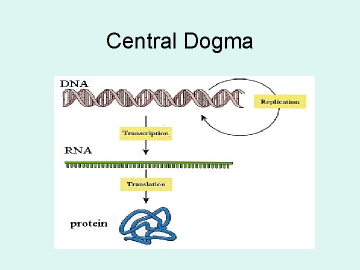 Central Dogma 