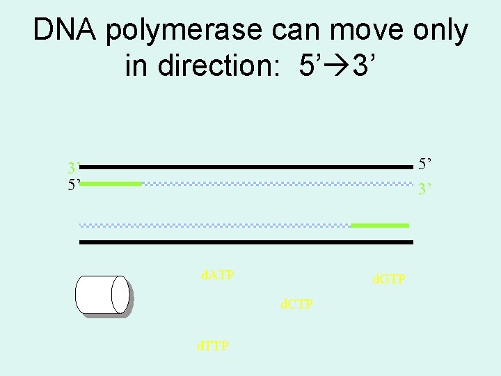 DNA polymerase can move only in direction: 5’ 3’ 3’ 5’ d. ATP d.
