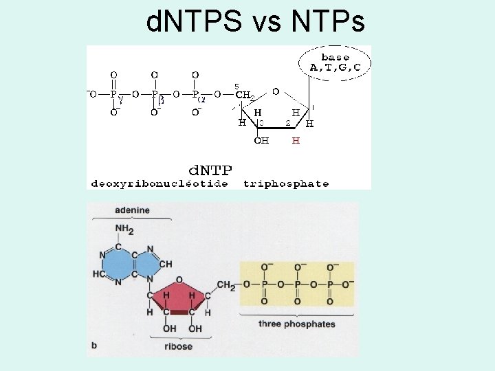 d. NTPS vs NTPs 