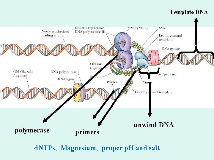 Template DNA polymerase primers unwind DNA d. NTPs, Magnesium, proper p. H and salt