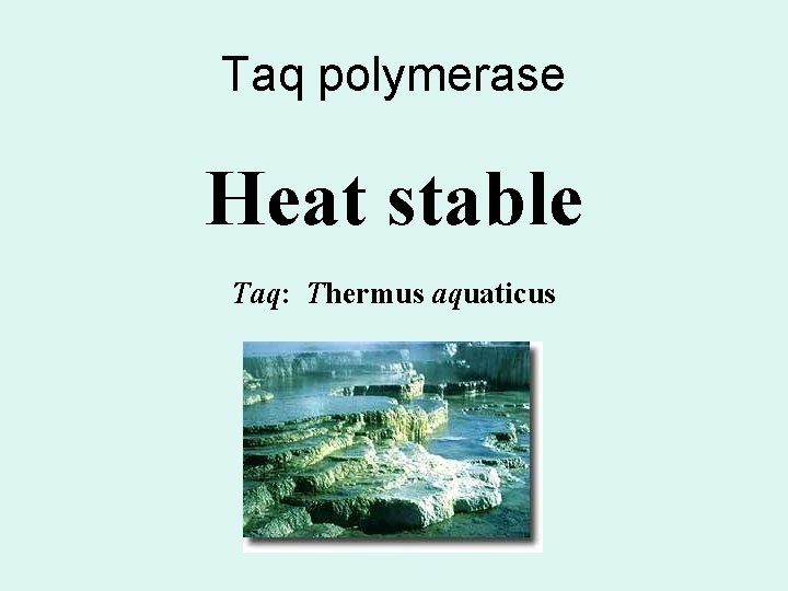 Taq polymerase Heat stable Taq: Thermus aquaticus 