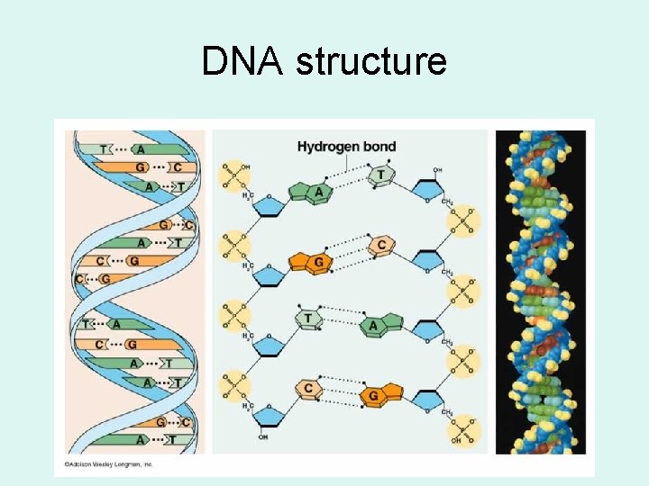 DNA structure 