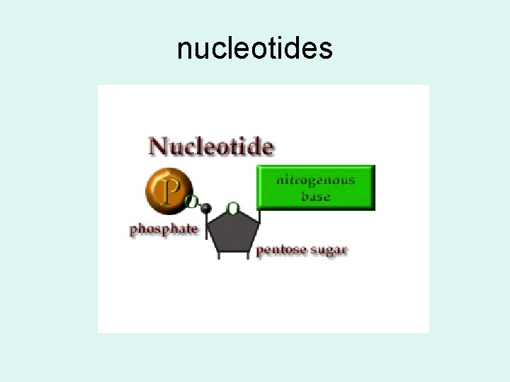 nucleotides 