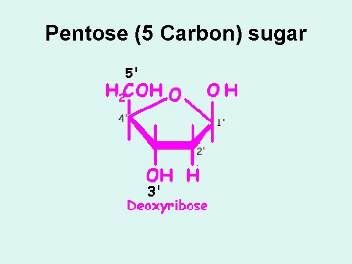 Pentose (5 Carbon) sugar 