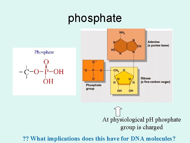 phosphate At physiological p. H phosphate group is charged ? ? What implications does