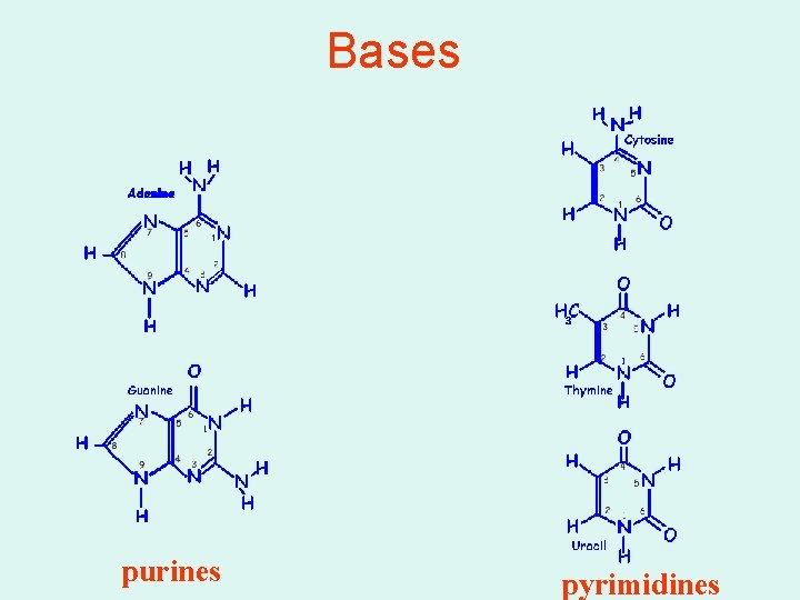 Bases purines pyrimidines 