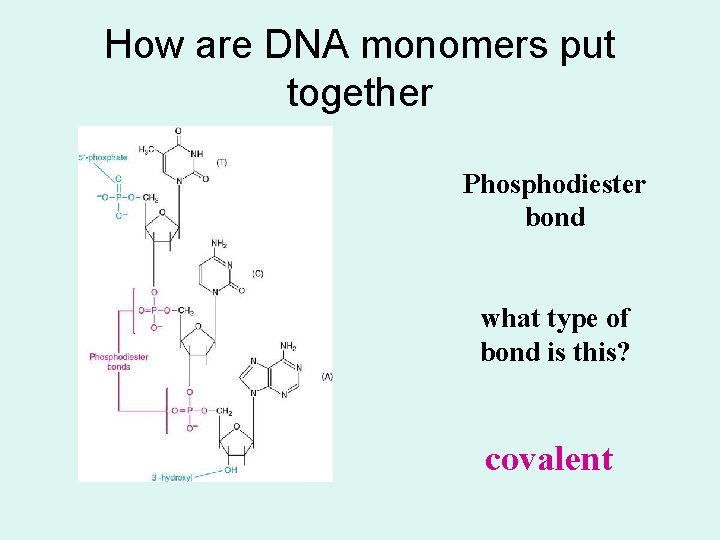 How are DNA monomers put together Phosphodiester bond what type of bond is this?