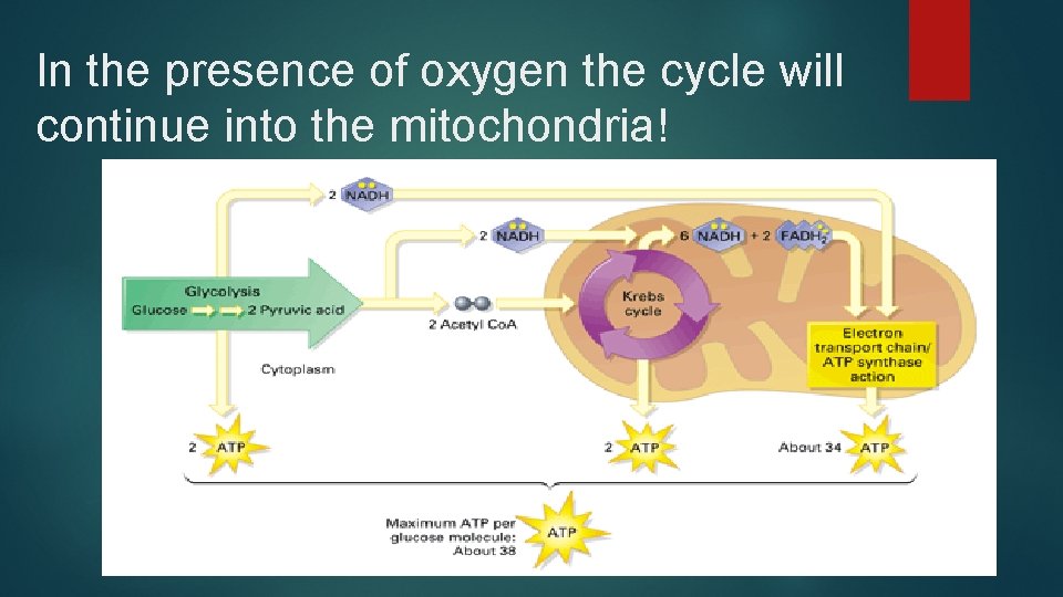 In the presence of oxygen the cycle will continue into the mitochondria! 