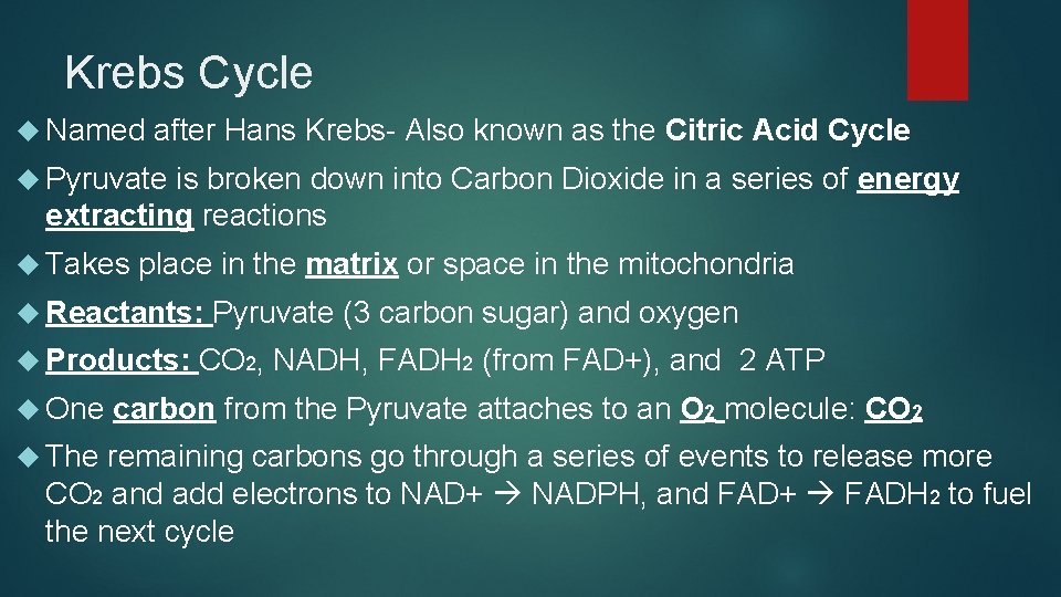 Krebs Cycle Named after Hans Krebs- Also known as the Citric Acid Cycle Pyruvate