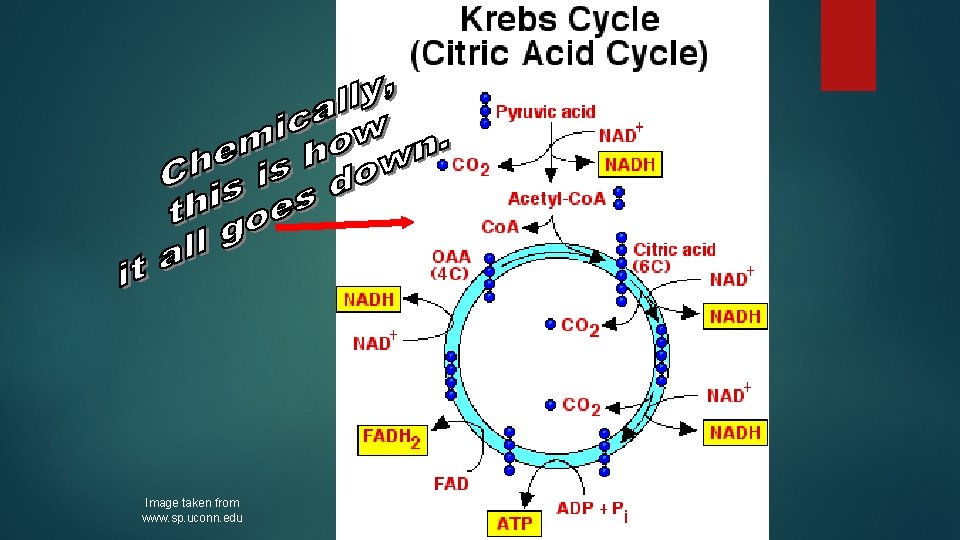 Image taken from www. sp. uconn. edu 