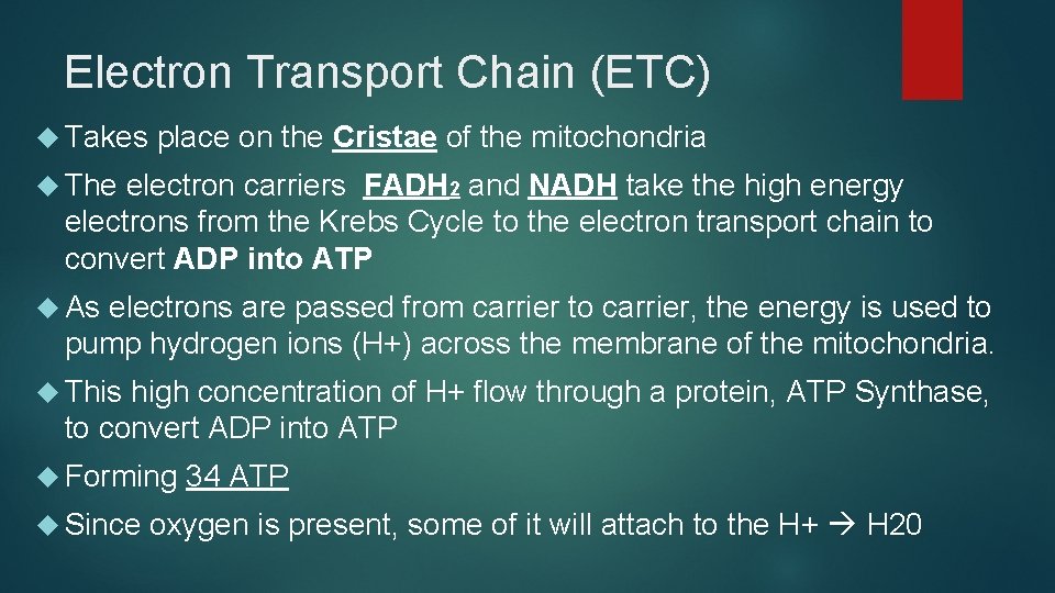 Electron Transport Chain (ETC) Takes place on the Cristae of the mitochondria The electron